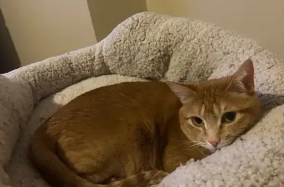 Lost Orange Tabby Cat on Brookline Blvd