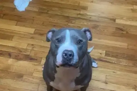 Missing dog Martinsville, photo: Lost Grey Pitbull in Martinsville Area