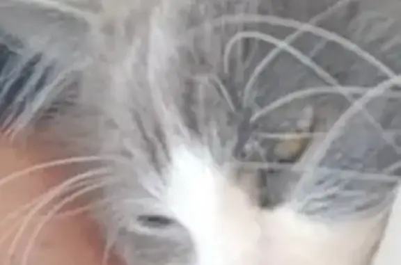 Lost Grey Cat Cree in Neenah - Help Find!