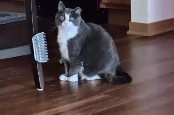 Lost Tuxedo Cat: Polydactyl & Microchipped