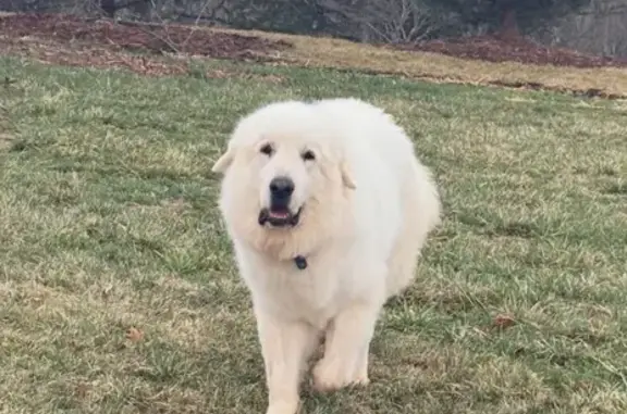 Lost Great Pyrenees on Dickerson Rd