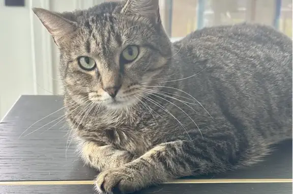 Lost Skittish Cat on Tributary Blvd