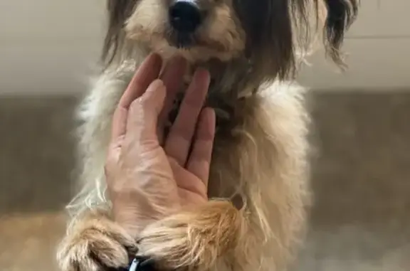 Missing dog Portland, photo: Lost Mini Schnauzer-Yorkie in Portland