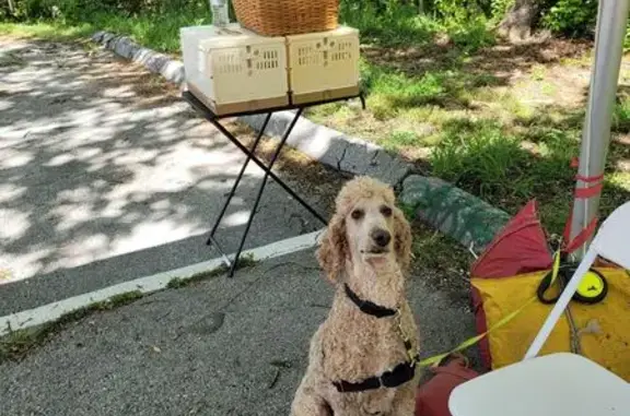 Lost Shaggy Poodle on West Vanzant Rd