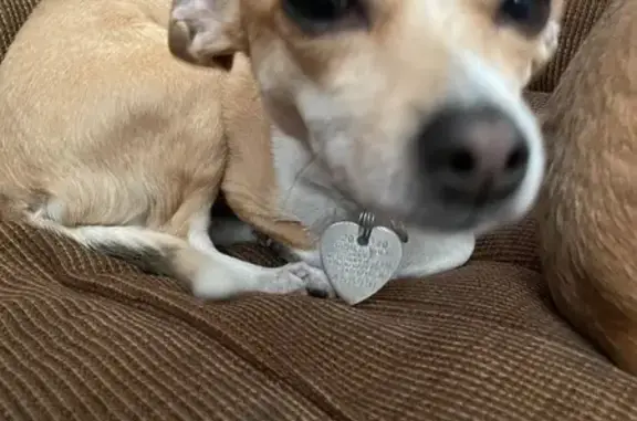 Lost Shy Dog: Carmel & White in Orem