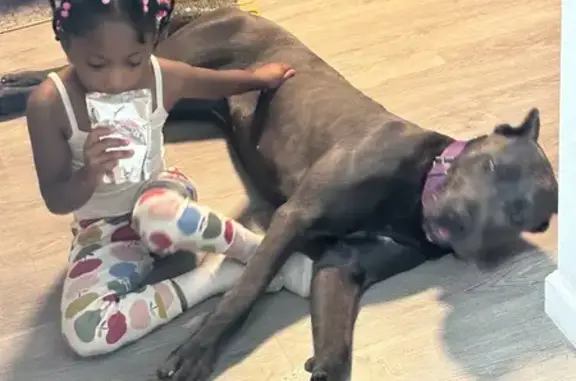 Lost Gray Cane Corso: Purple Collar