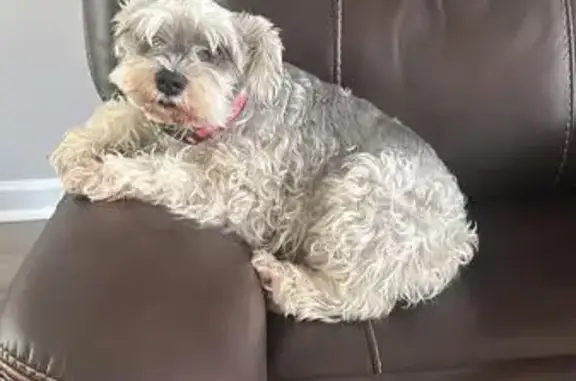 Help Find Our Beloved Gray Schnauzer