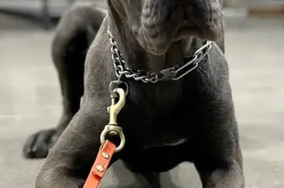 Lost Gray Cane Corso, 90lbs, St. Louis