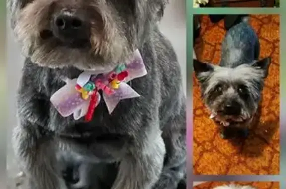 Lost and found pets Amarillo, photo: Lost 13-Year-Old Dog on Pierce St, Amarillo