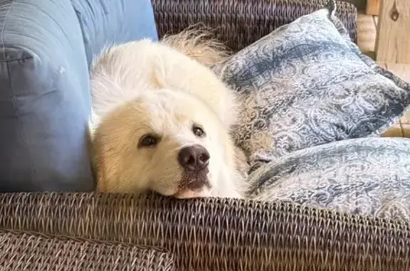 Found dog Monroe, photo: Found: Hungry White Great Pyrenees Dog