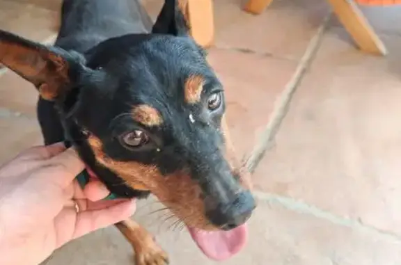 Chien noir et feu trouvé à Carpentras - photo