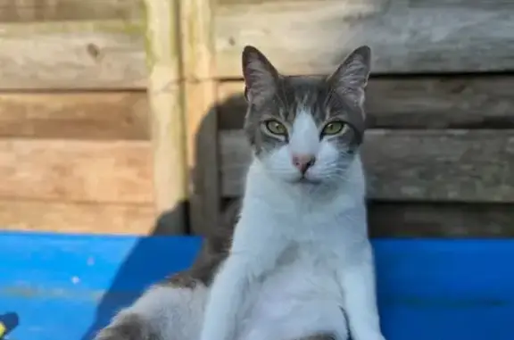 Chat perdu : Félix, gris et blanc, Montdragon - photo