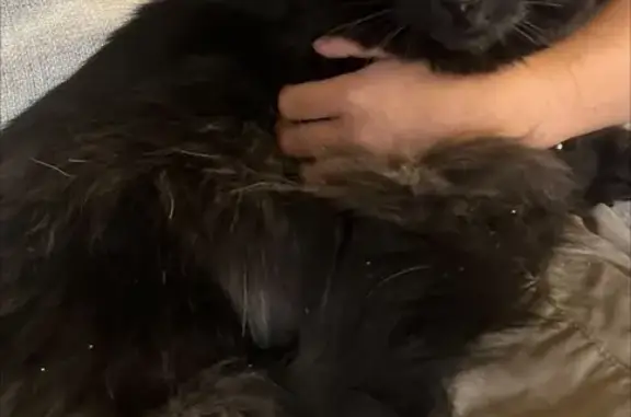 Lost Black Cat with Big Yellow Eyes