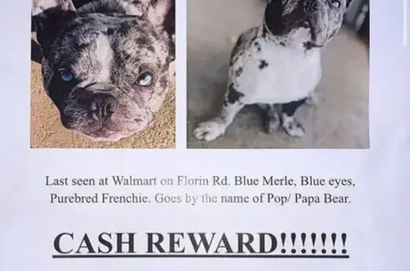 Lost and found pets Sacramento, photo: Lost Frenchie: Blue-Eyed Mearle Needs Meds