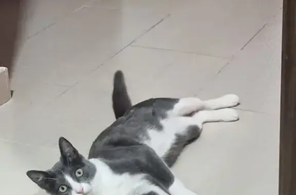 Gata Perdida en Las Veguetas,...