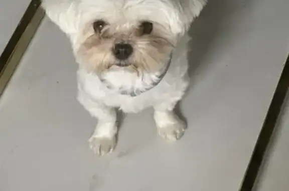 Lost 5lb Dog with Blue Flea Collar