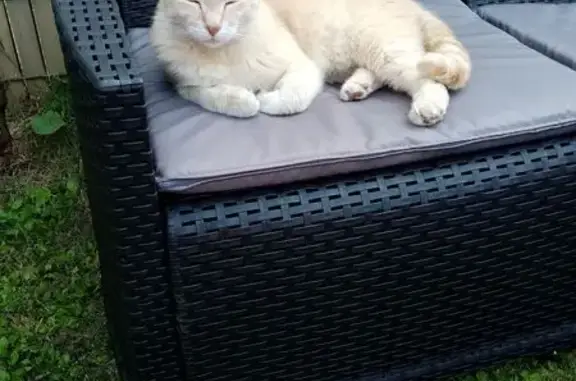 Chat crème perdu, Avenue du Port, Léchiagat - photo