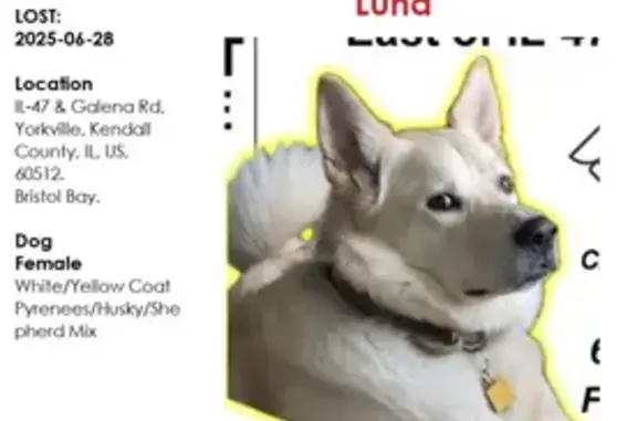 Lost Yellow Dog: Fireworks Scared Her