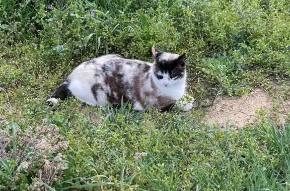 Gata Tricolor Perdida en Villa...