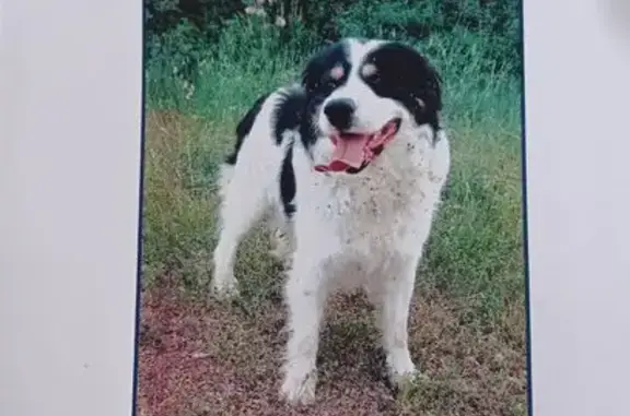 Chien mâle noir et blanc perdu à Barjac - photo