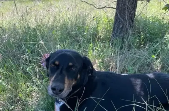 Chien perdu Robion, photo : Chien perdu avec collier à Robion