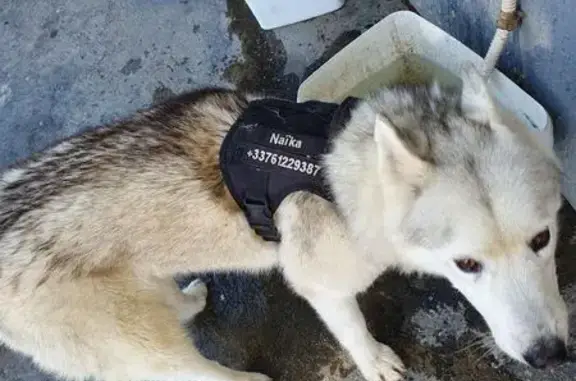 Chien trouvé Nîmes, photo: Chienne husky sable errante à Nîmes
