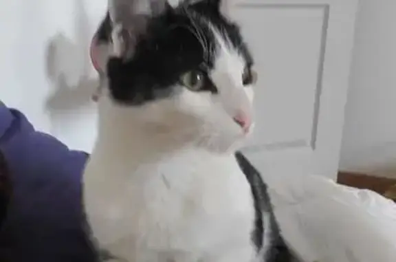 Animaux perdus Apt, photo: Chat perdu : blanc et noir, 1 an, sociable