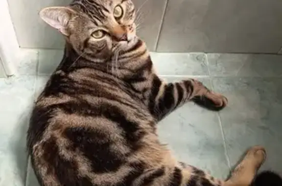 ¡Ayuda! Gato atigrado perdido...