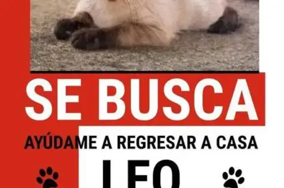 ¡Siamés de 3 meses perdido en...
