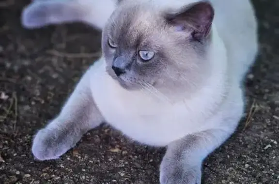 Chat trouvé Metz, photo: Chat affectueux trouvé à Metz