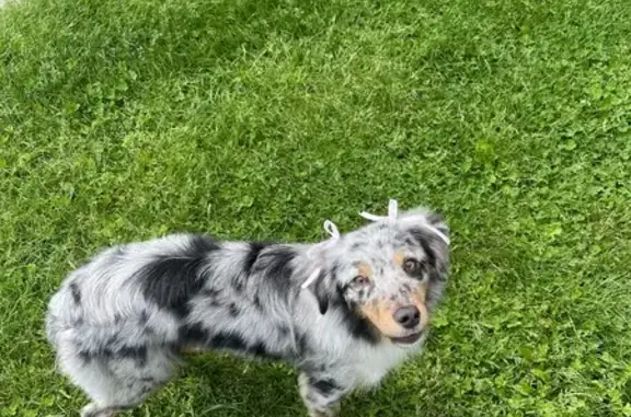 Lost Blue Aussie Shepherd - Shy & Skittish