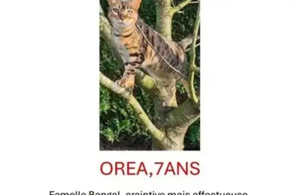 Chat Bengal perdu, Rue Jules Guesde, Quarouble - photo