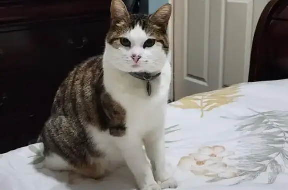 Lost Cat: White Tuft & Surgery Scar