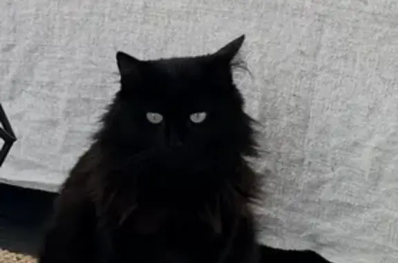 Chat perdu, Ascain, photo: Chat perdue pucée stérilisée à Ascain