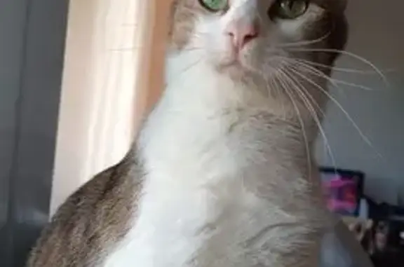 Chat perdu : peureux, castré, tigré-blanc - photo