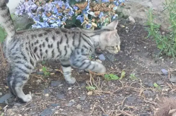 Chat trouvé Thaon, photo: Chaton joueur et affectueux trouvé à Thaon