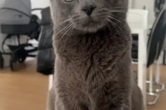 Animaux perdus Bayon, photo: Chat perdu : Luffy, craintif et gourmand