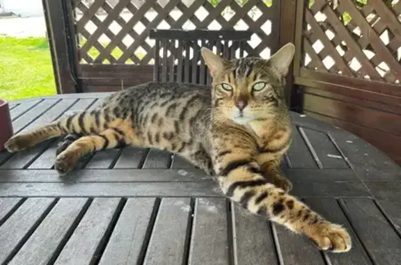 Chat perdu, , photo: Chat Bengal perdu à Ponthoile