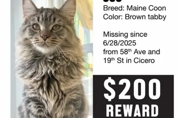 Lost: Playful Maine Coon on 58th Ave