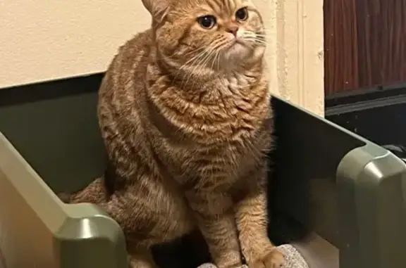 Lost Orange Tabby on St. Dennis Dr.