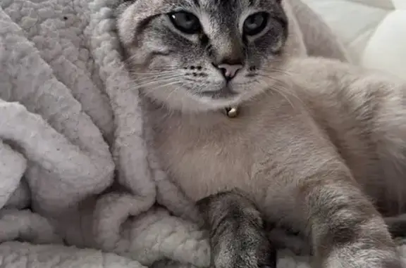 Lost Cat: White & Grey, Blue Eyes - Grove City
