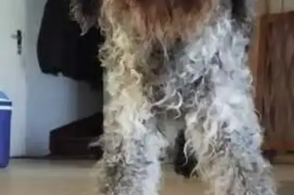 Chien perdue: Fiona, 15 ans, St-Hilaire - photo