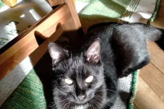 Animaux perdus , photo: Chat noire, reflets roux, perdu à Longué