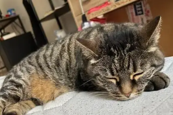 Chatte perdue à Rosières-aux-Salines - photo
