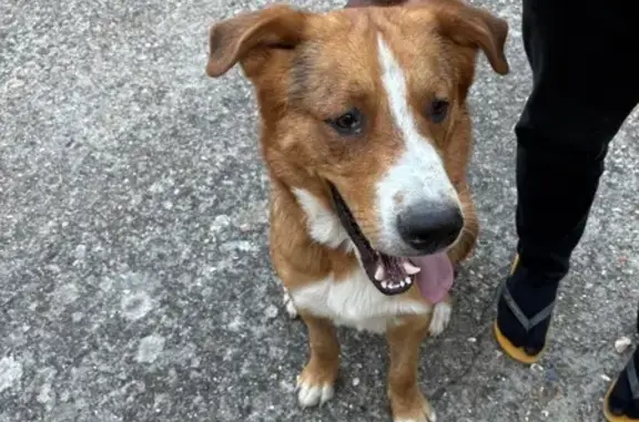 Chien trouvé , photo: Jeune chien trouvé à Gaillon-sur-Montcient