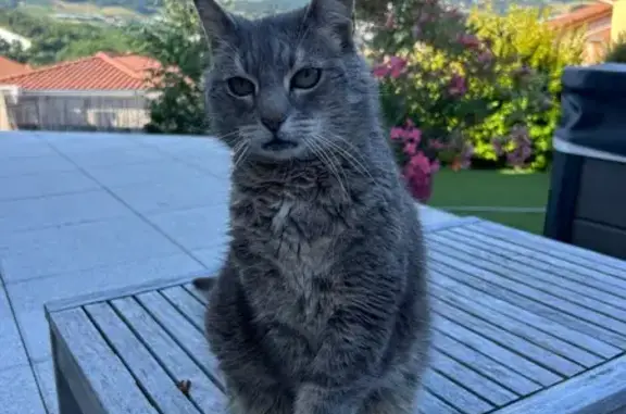 Perdue : Chatte grise Bella, 16 ans, Thurins - photo