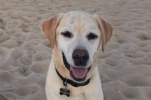Lost: Friendly Yellow Lab in Newcastle