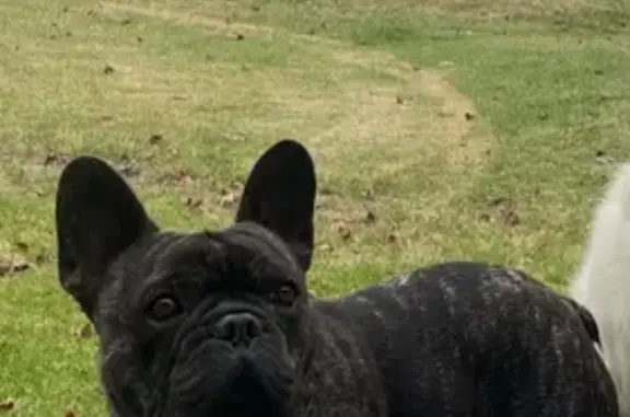 Lost pets Manningham (VIC), photo: Friendly Lost Dog on Anzac Road