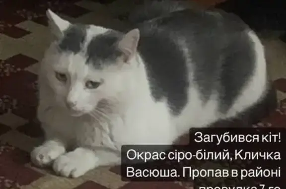 Зникла кішка на 7-му Транзитному, Житомир