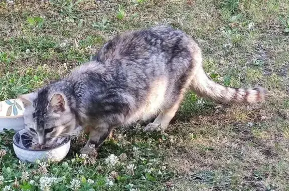 Animaux trouvés Plouvien, photo: Chatte blessée à l'avant-patte à Plouvien